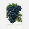 Worden's Seedling Grape vintage lithograph print