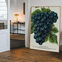 Worden's Seedling Grape vintage lithograph print