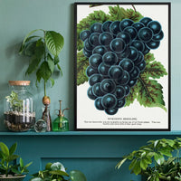Worden's Seedling Grape vintage lithograph print