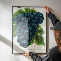 Worden's Seedling Grape vintage lithograph print