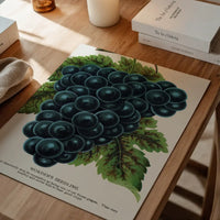 Worden's Seedling Grape vintage lithograph print