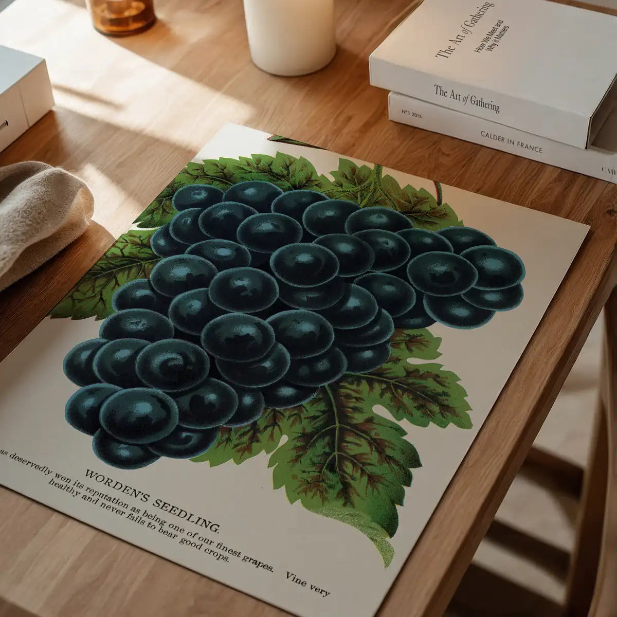 Worden's Seedling Grape vintage lithograph print