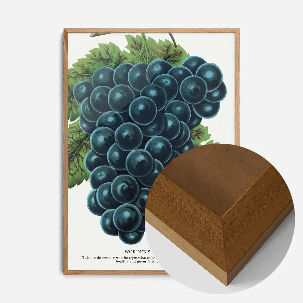 Worden's Seedling Grape vintage lithograph print
