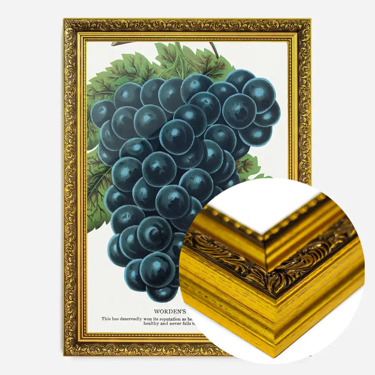 Worden's Seedling Grape vintage lithograph print