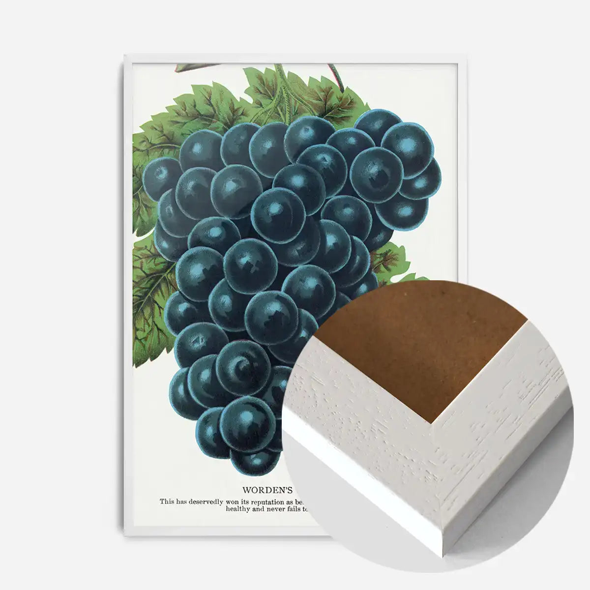 Worden's Seedling Grape vintage lithograph print