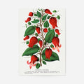 Print Only