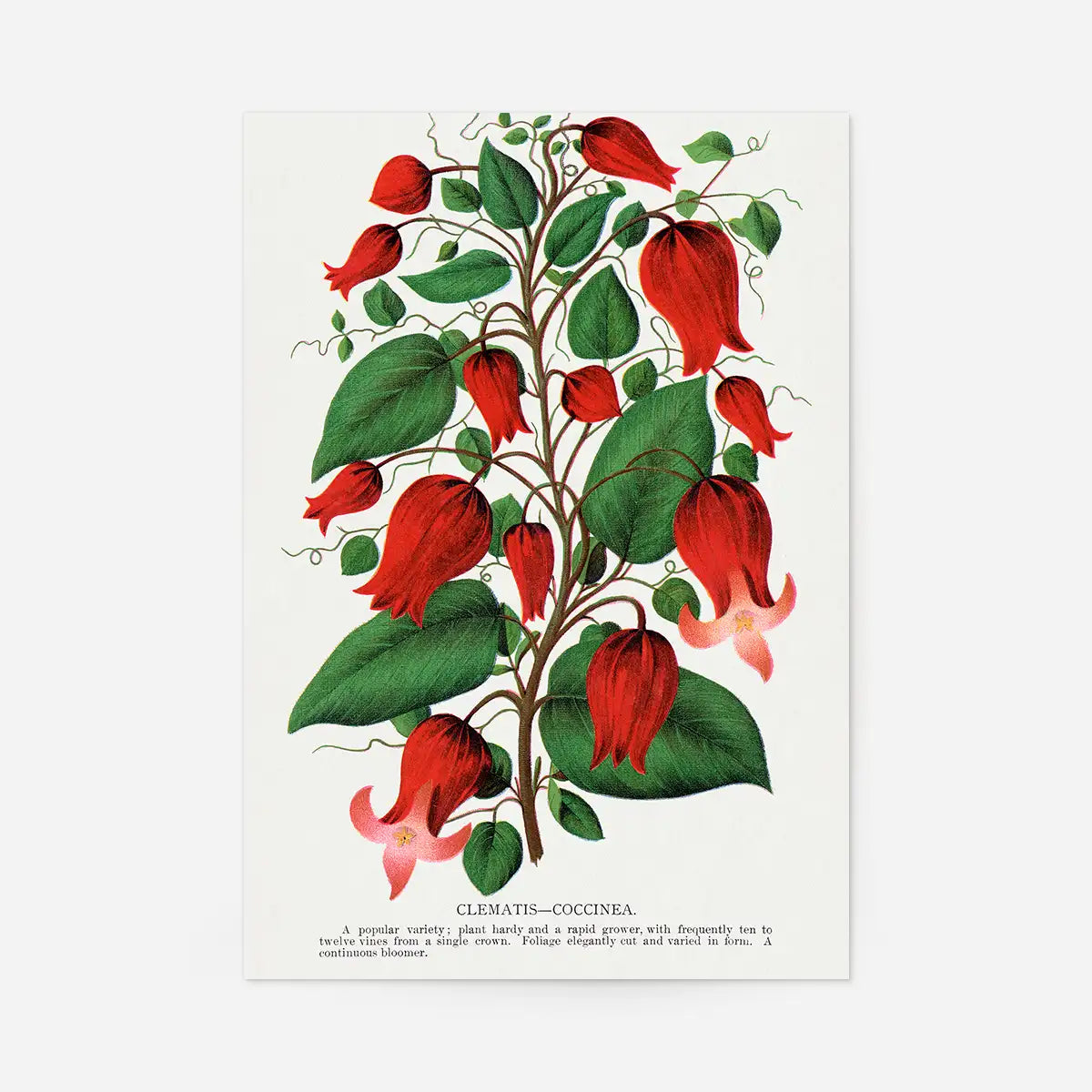 Red flower Clematis Coccinea Vintage Lithograph Print