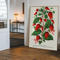 Red flower Clematis Coccinea Vintage Lithograph Print