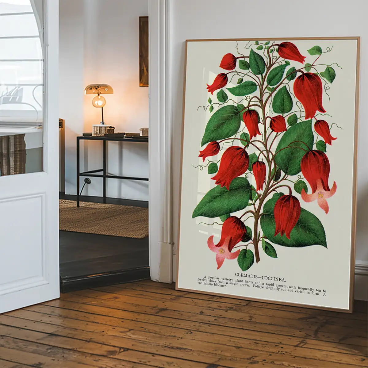 Red flower Clematis Coccinea Vintage Lithograph Print