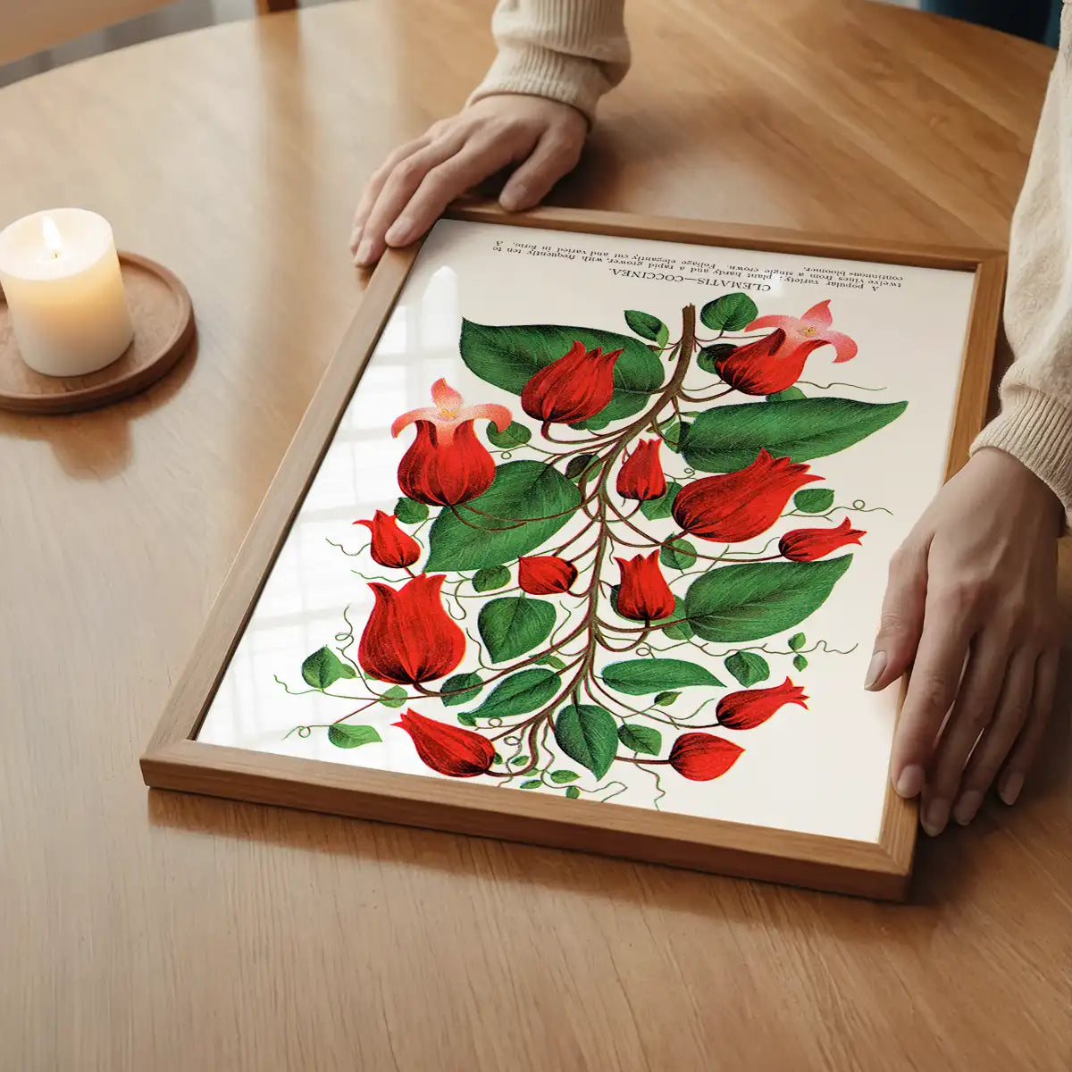 Red flower Clematis Coccinea Vintage Lithograph Print