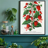 Red flower Clematis Coccinea Vintage Lithograph Print