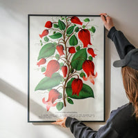 Red flower Clematis Coccinea Vintage Lithograph Print