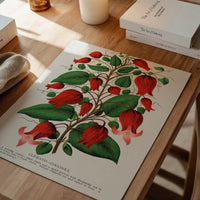 Red flower Clematis Coccinea Vintage Lithograph Print