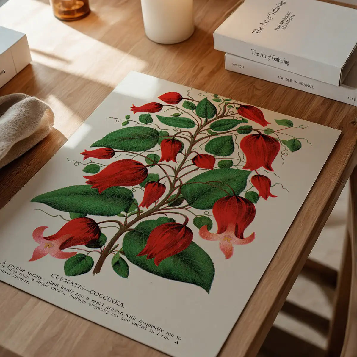 Red flower Clematis Coccinea Vintage Lithograph Print