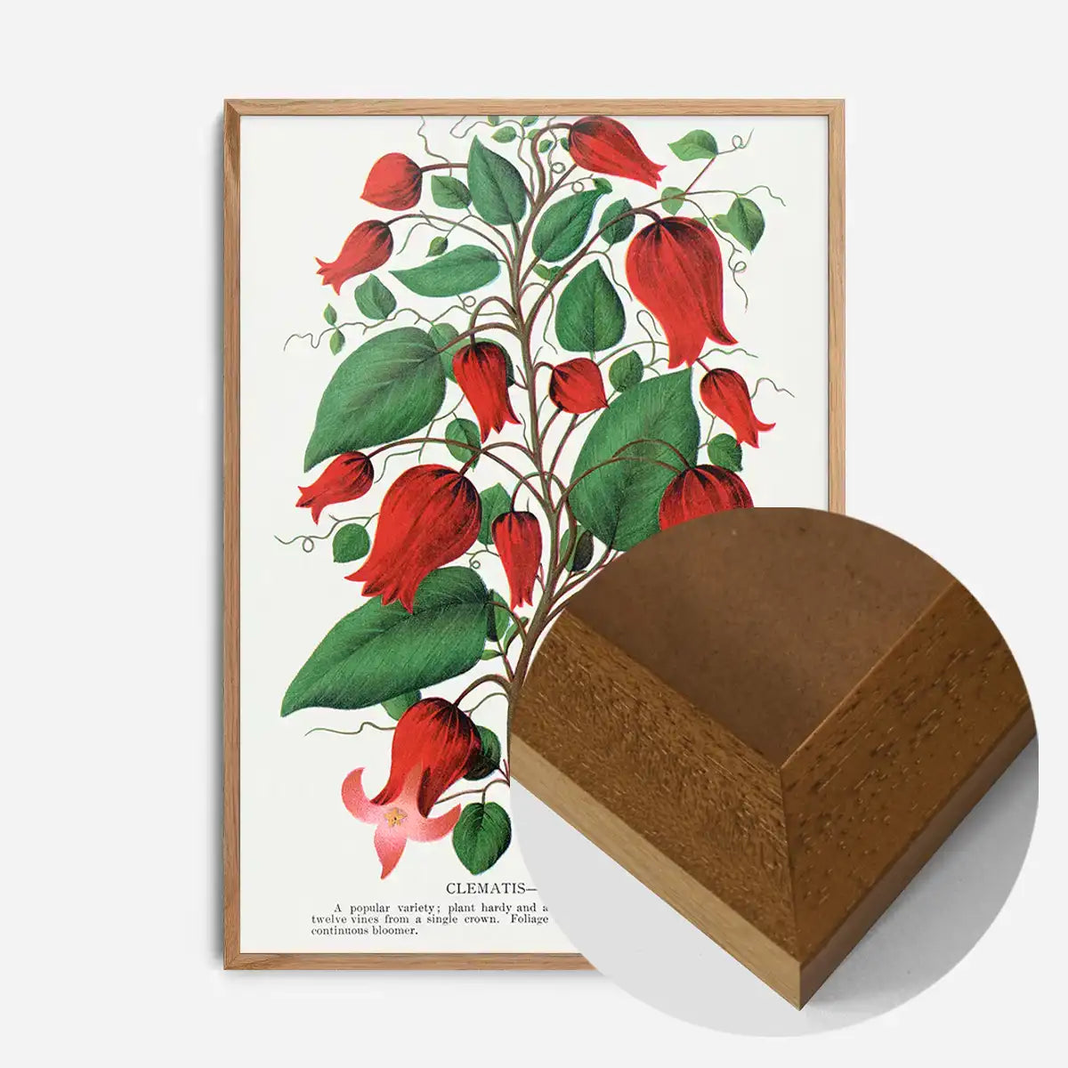 Red flower Clematis Coccinea Vintage Lithograph Print