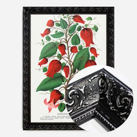 Red flower Clematis Coccinea Vintage Lithograph Print