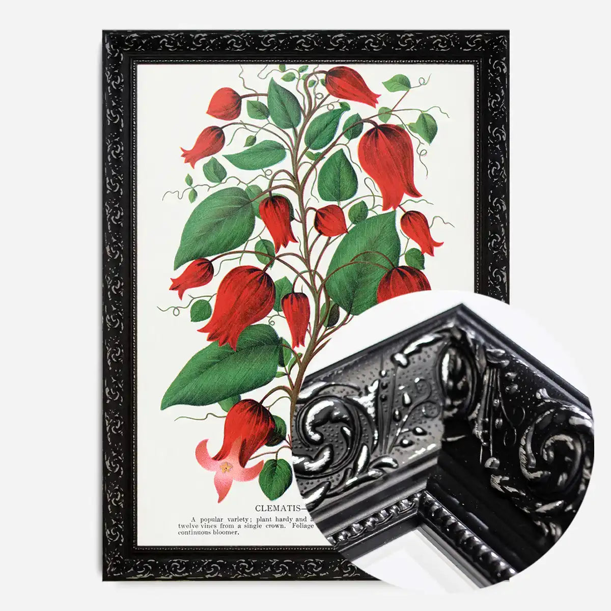 Red flower Clematis Coccinea Vintage Lithograph Print