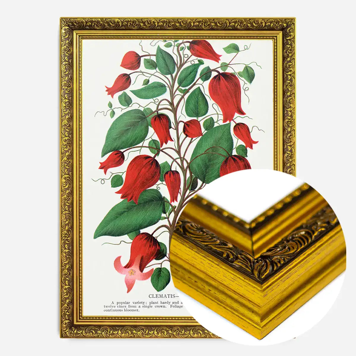 Red flower Clematis Coccinea Vintage Lithograph Print