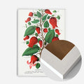White Wood Frame