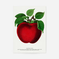 Mcintosh red apple Vintage Lithograph Print