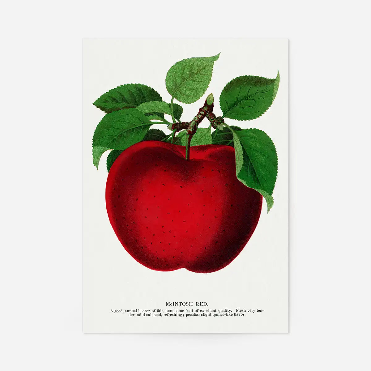 Mcintosh red apple Vintage Lithograph Print