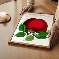 Mcintosh red apple Vintage Lithograph Print