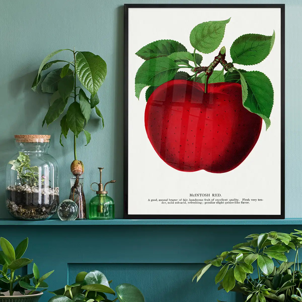 Mcintosh red apple Vintage Lithograph Print