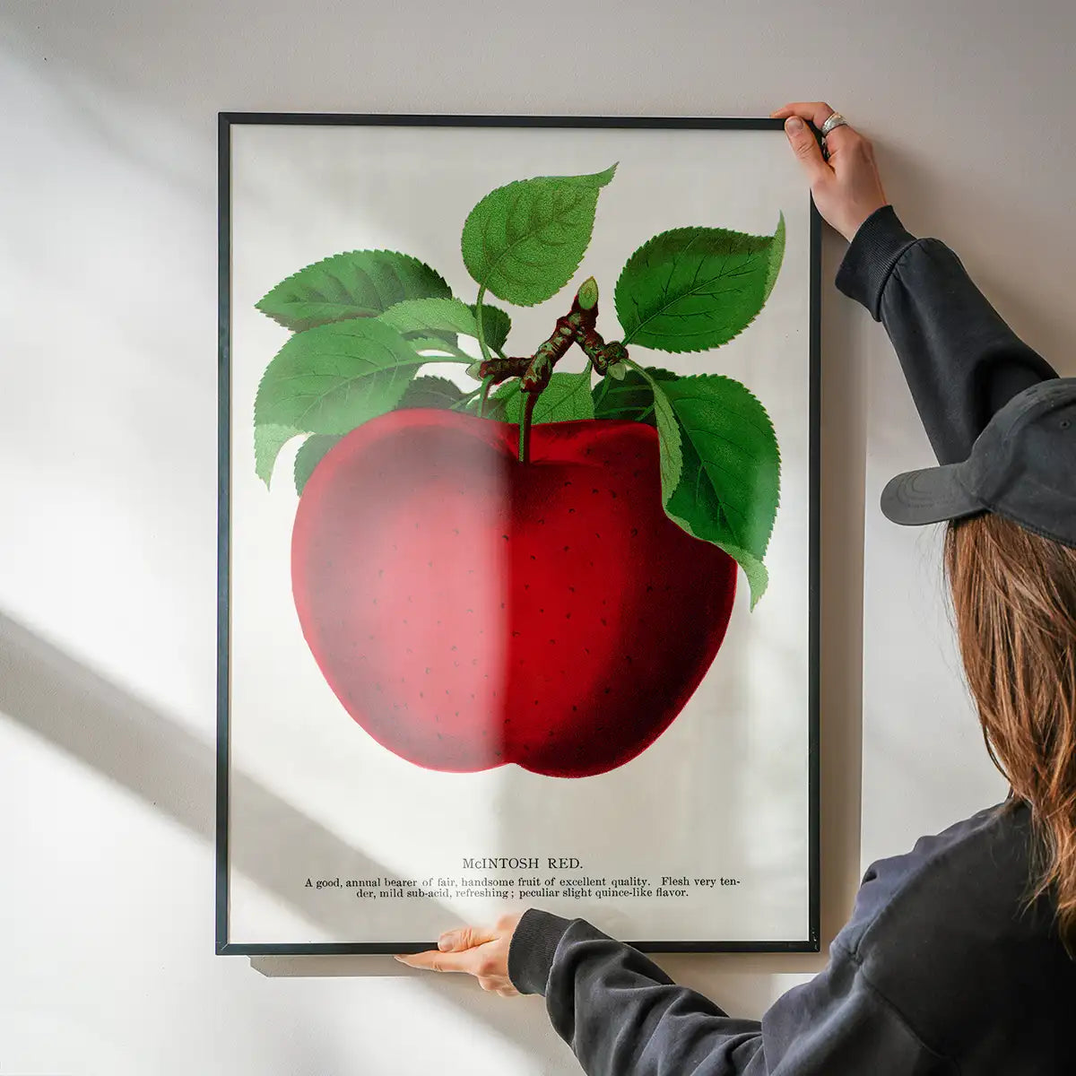Mcintosh red apple Vintage Lithograph Print