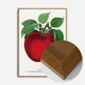 Oak Wood Frame