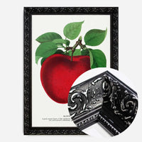 Mcintosh red apple Vintage Lithograph Print