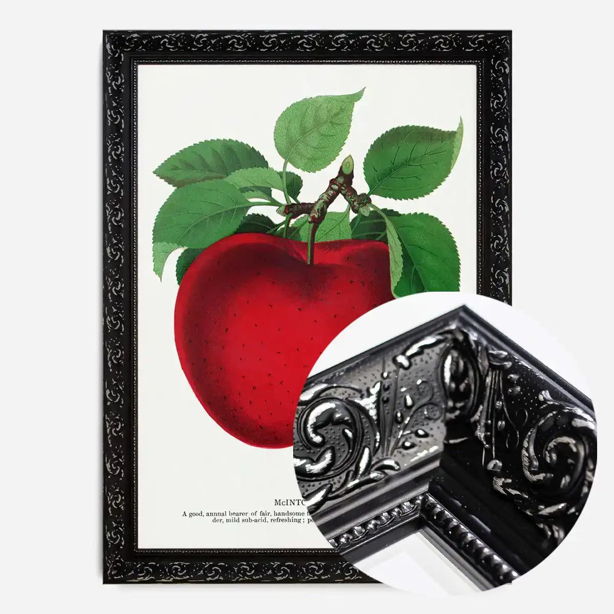 Mcintosh red apple Vintage Lithograph Print