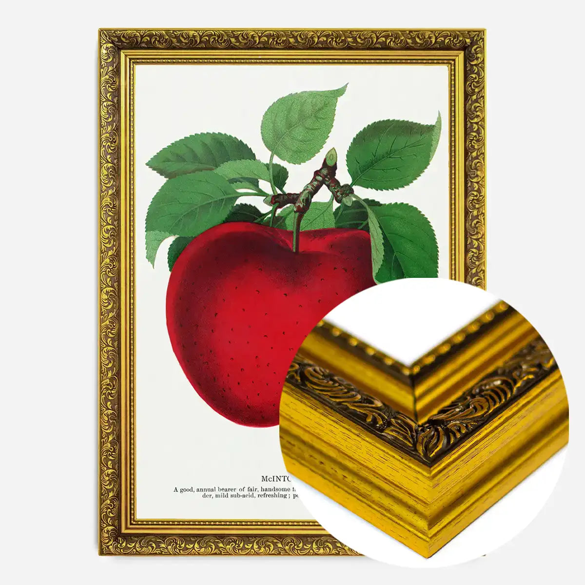 Mcintosh red apple Vintage Lithograph Print