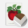 White Wood Frame