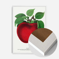 Mcintosh red apple Vintage Lithograph Print