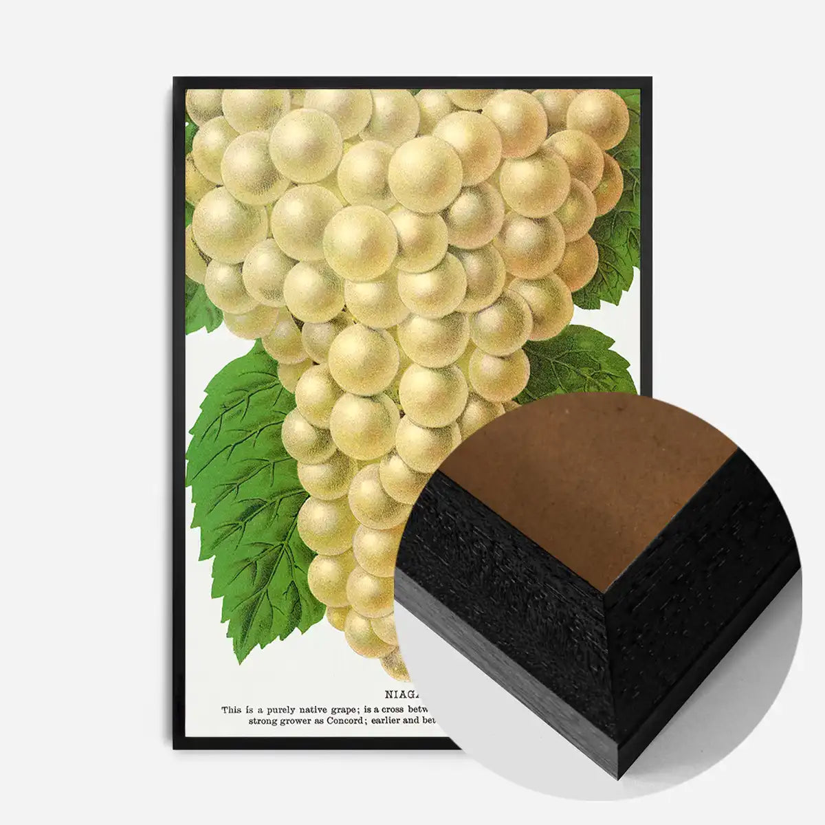 Niagara Grape Vintage Lithograph Print