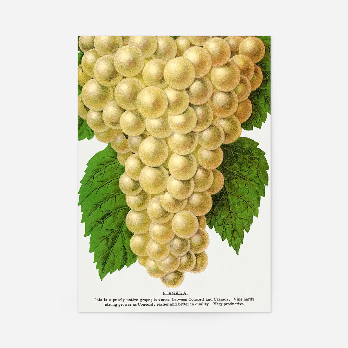 Niagara Grape Vintage Lithograph Print