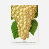 Niagara Grape Vintage Lithograph Print