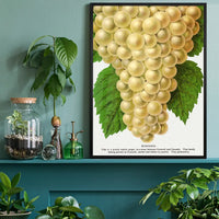 Niagara Grape Vintage Lithograph Print