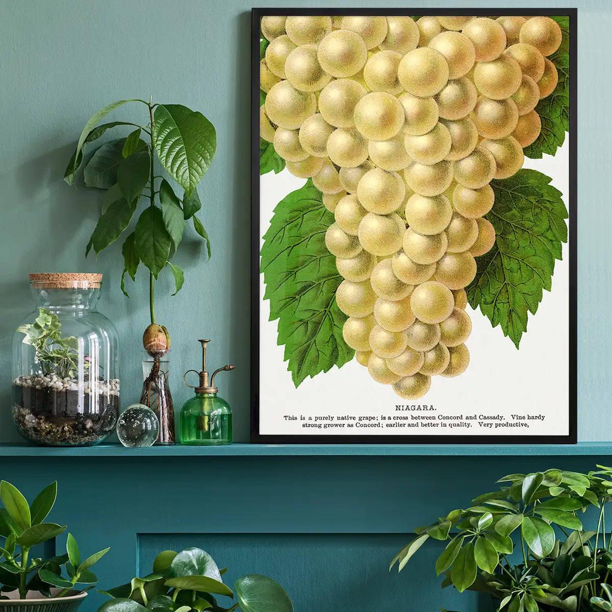 Niagara Grape Vintage Lithograph Print