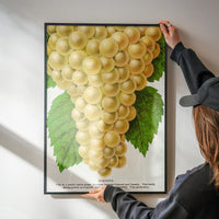 Niagara Grape Vintage Lithograph Print