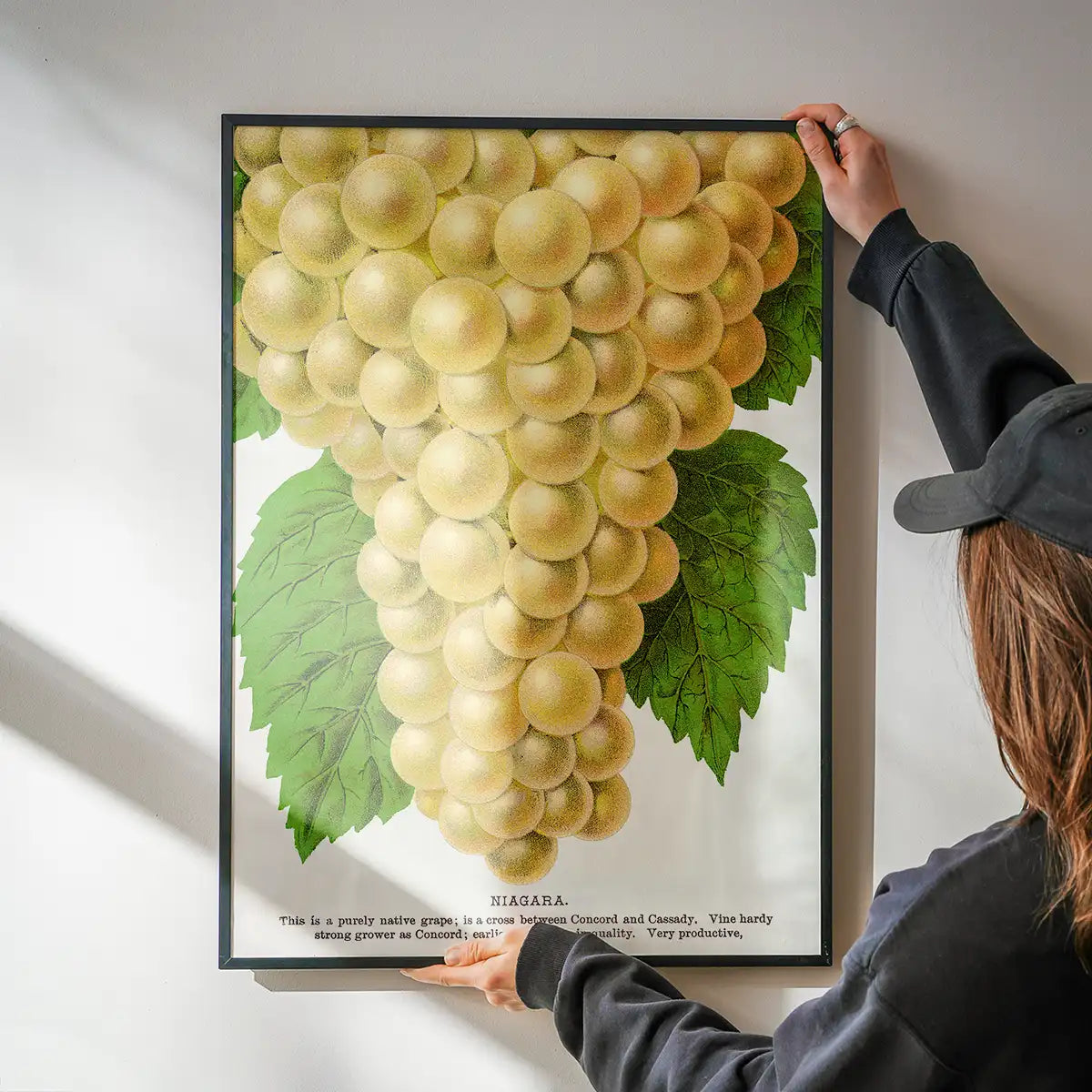 Niagara Grape Vintage Lithograph Print