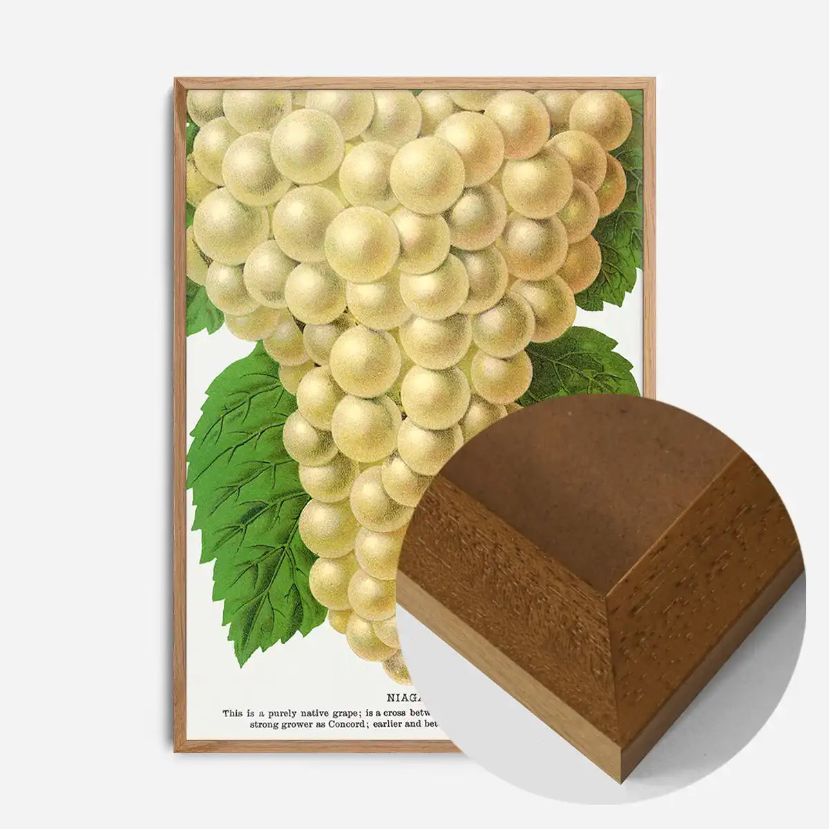 Niagara Grape Vintage Lithograph Print