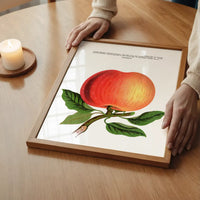 Gideon Apple Vintage Lithograph Print