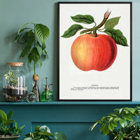 Gideon Apple Vintage Lithograph Print