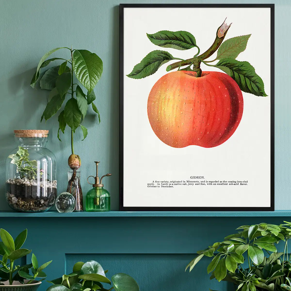 Gideon Apple Vintage Lithograph Print
