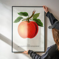 Gideon Apple Vintage Lithograph Print