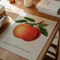 Gideon Apple Vintage Lithograph Print