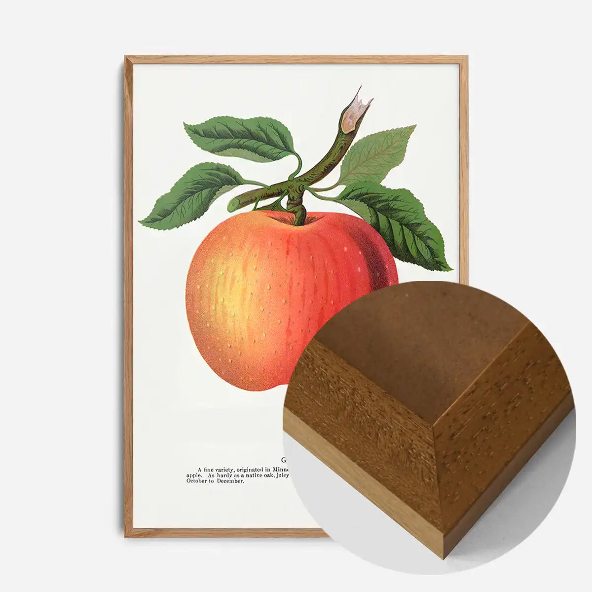 Gideon Apple Vintage Lithograph Print