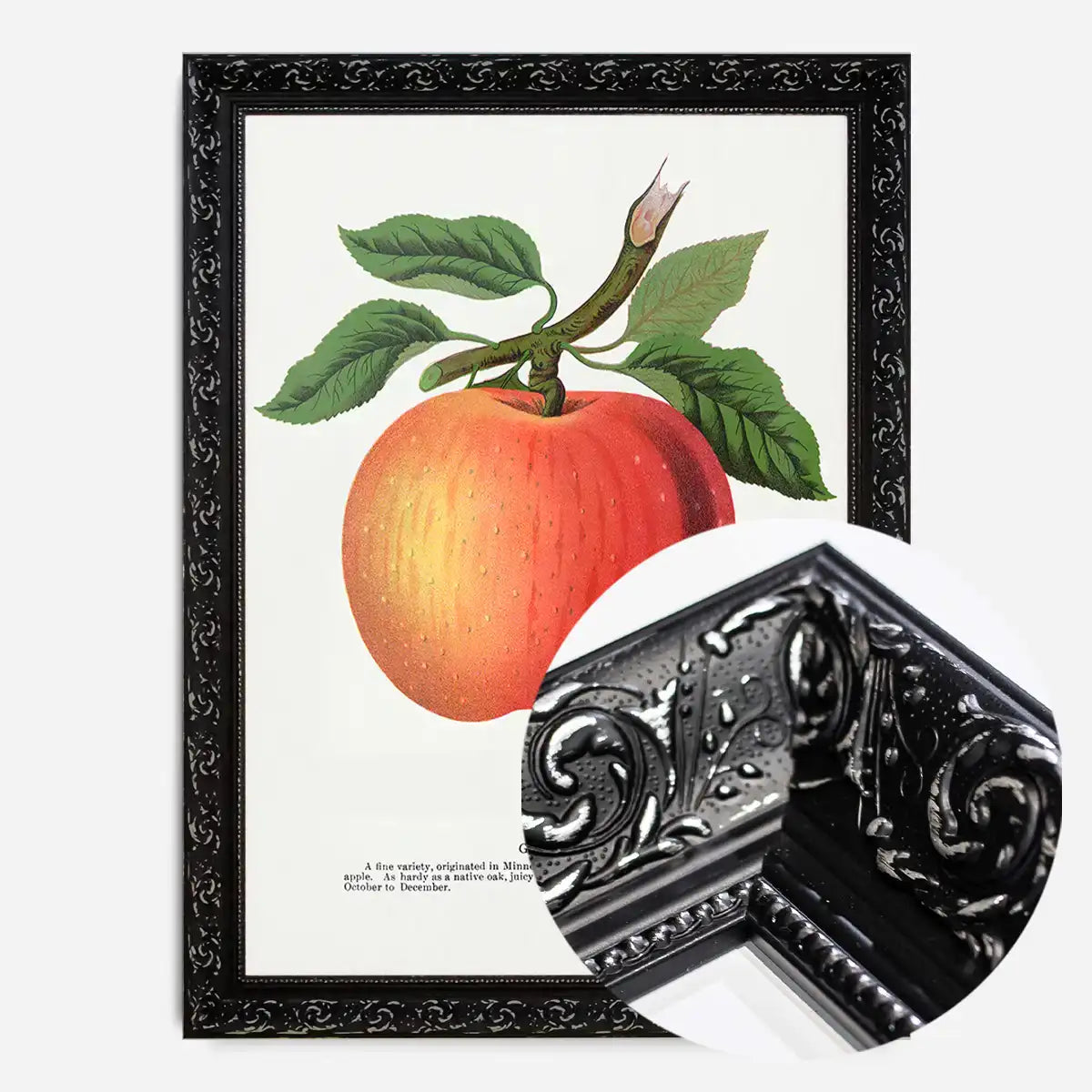 Gideon Apple Vintage Lithograph Print