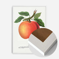 Gideon Apple Vintage Lithograph Print